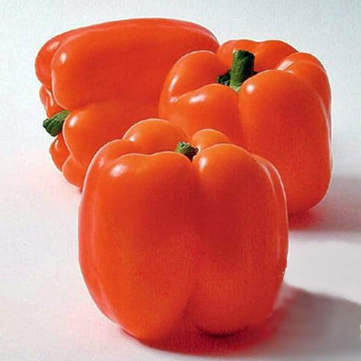 - BoxGardenSeedsLLC - Orange Bell, Sweet Pepper, - Peppers,Eggplants - Seeds