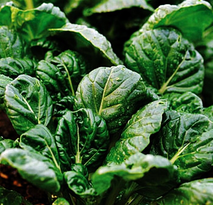 Tatsoi, Mustard - BoxGardenSeedsLLC - Gourmet/Native Greens - Seeds - USA Seller, Thank you for shopping here today, Naturally Grown GMO Free Seeds, Heirloom Open Pollinated Seeds, Fresh Top Quality Premium Seeds