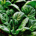 Tatsoi, Mustard, - BoxGardenSeedsLLC -Gourmet/Native Greens - Seeds