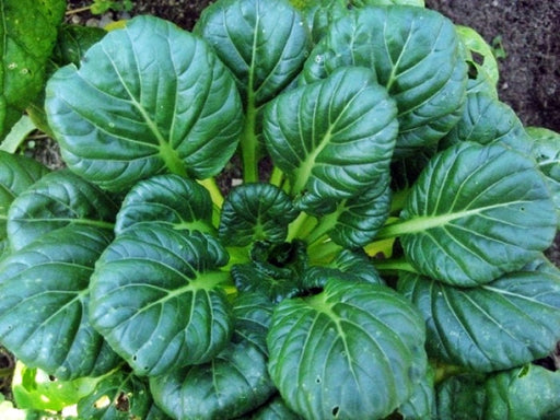 Tatsoi, Mustard, - BoxGardenSeedsLLC -Gourmet/Native Greens - Seeds