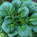 Tatsoi, Mustard, - BoxGardenSeedsLLC -Gourmet/Native Greens - Seeds