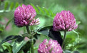 Red Clover, Culinary & Medicinal Herbs, -- BoxGardenSeedsLLC -Abundant Stock SALE - Seeds