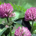 Red Clover, Culinary & Medicinal Herbs, - BoxGardenSeedsLLC -Abundant Stock SALE - Seeds