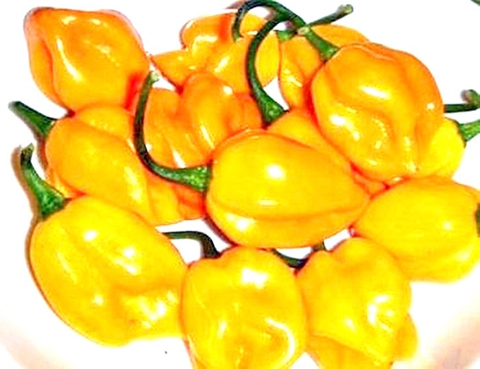 Yellow Caribbean Habanero, Hot Pepper, -- BoxGardenSeedsLLC -Peppers,Eggplants - Seeds