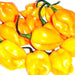 Caribbean Habanero Blend, Hot Pepper, - BoxGardenSeedsLLC -Peppers,Eggplants - Seeds