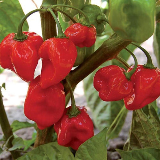 - BoxGardenSeedsLLC - Caribbean Red Habanero, Hot Pepper, - Peppers,Eggplants - Seeds