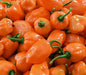 - BoxGardenSeedsLLC - Habanero Orange, Hot Pepper, - Peppers,Eggplants - Seeds