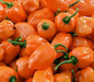 Habanero Orange, Hot Pepper, -- BoxGardenSeedsLLC -Peppers,Eggplants - Seeds