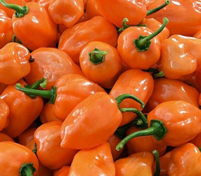 Habanero Orange, Hot Pepper, - BoxGardenSeedsLLC -Peppers,Eggplants - Seeds