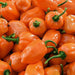 Habanero Orange, Hot Pepper, - BoxGardenSeedsLLC -Peppers,Eggplants - Seeds