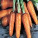 Royal Chantenay, Carrot, - BoxGardenSeedsLLC -Carrots - Seeds