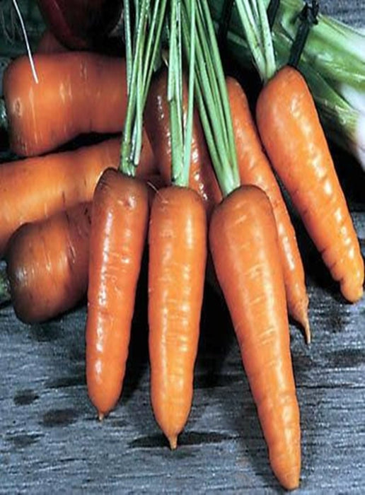 - BoxGardenSeedsLLC - Royal Chantenay, Carrot, - Carrots - Seeds
