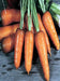 - BoxGardenSeedsLLC - Royal Chantenay, Carrot, - Carrots - Seeds