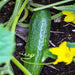 Beit Alpha, Cucumber, - BoxGardenSeedsLLC -Cucumbers - Seeds