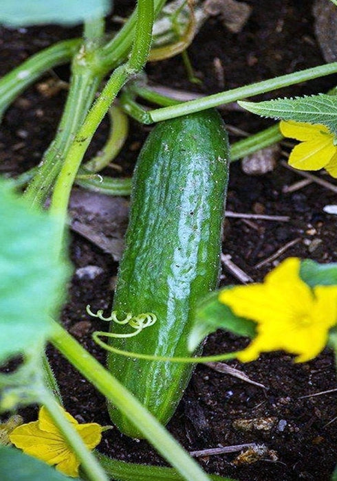 Beit Alpha, Cucumber, -- BoxGardenSeedsLLC -Cucumbers - Seeds