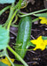 Beit Alpha, Cucumber, -- BoxGardenSeedsLLC -Cucumbers - Seeds