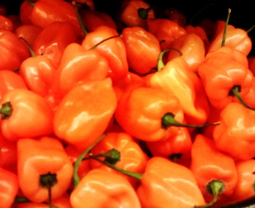 - BoxGardenSeedsLLC - Habanero Orange, Hot Pepper, - Peppers,Eggplants - Seeds
