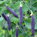 Sugar Magnolia, Sugar Snap Peas, - BoxGardenSeedsLLC -Peas - Seeds