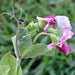 Sugar Magnolia, Sugar Snap Peas, - BoxGardenSeedsLLC -Peas - Seeds