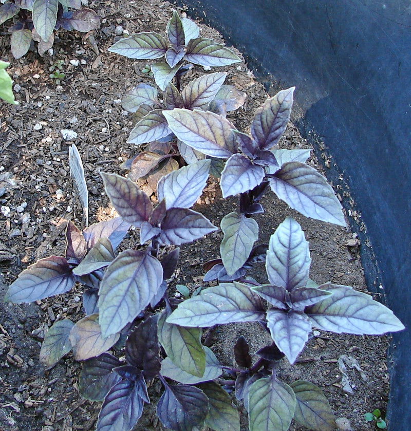 Red Rubin, Basil - BoxGardenSeedsLLC - Culinary/Medicinal Herbs - Seeds - USA Seller, Thank you for shopping here today, Naturally Grown GMO Free Seeds, Heirloom Open Pollinated Seeds, Fresh Top Quality Premium Seeds