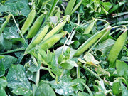 - BoxGardenSeedsLLC - Tom Thumb Pea Seeds, Non-GMO - Peas - Seeds