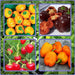 Mini Bell Mix, Sweet Bell Pepper, -- BoxGardenSeedsLLC -Peppers,Eggplants - Seeds