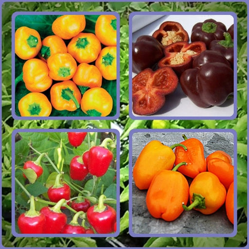 Mini Bell Mix, Sweet Bell Pepper, - BoxGardenSeedsLLC -Peppers,Eggplants - Seeds