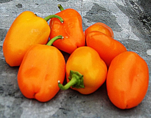 Mini Bell Mix, Sweet Bell Pepper, - BoxGardenSeedsLLC -Peppers,Eggplants - Seeds