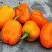 Mini Bell Mix, Sweet Bell Pepper, - BoxGardenSeedsLLC -Peppers,Eggplants - Seeds