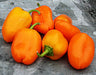 Mini Bell Mix, Sweet Bell Pepper, -- BoxGardenSeedsLLC -Peppers,Eggplants - Seeds