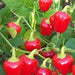 Mini Bell Mix, Sweet Bell Pepper, - BoxGardenSeedsLLC -Peppers,Eggplants - Seeds