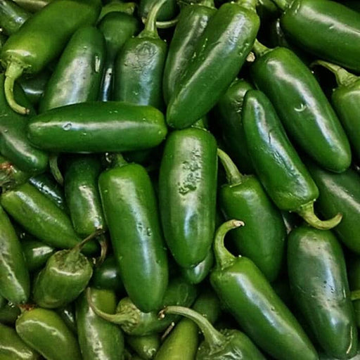 Jalapeno M, Hot Pepper, - BoxGardenSeedsLLC -Peppers,Eggplants - Seeds