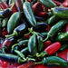 Jalapeno Chili, Hot Pepper, - BoxGardenSeedsLLC -Peppers,Eggplants - Seeds