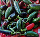 Jalapeno Chili, Hot Pepper, -- BoxGardenSeedsLLC -Peppers,Eggplants - Seeds