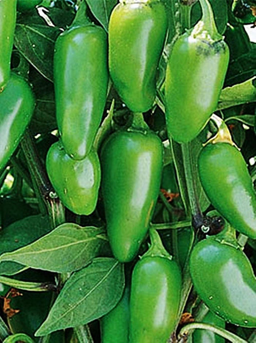 Early Jalapeno, Hot Pepper, -- BoxGardenSeedsLLC -Peppers,Eggplants - Seeds