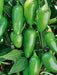 Early Jalapeno, Hot Pepper, -- BoxGardenSeedsLLC -Peppers,Eggplants - Seeds