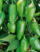 - BoxGardenSeedsLLC - Early Jalapeno, Hot Pepper, - Peppers,Eggplants - Seeds