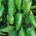 Early Jalapeno, Hot Pepper, - BoxGardenSeedsLLC -Peppers,Eggplants - Seeds