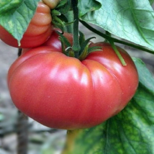German Johnson, Tomato - BoxGardenSeedsLLC - Tomatoes,Tomatillos - Seeds - 