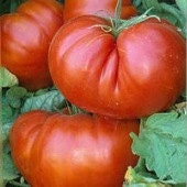 German Johnson, Tomato, -- BoxGardenSeedsLLC -Tomatoes,Tomatillos - Seeds