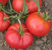 Giant Pink Belgium, Tomato - BoxGardenSeedsLLC - Tomatoes,Tomatillos - Seeds - 