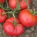 Giant Pink Belgium, Tomato, - BoxGardenSeedsLLC -Tomatoes,Tomatillos - Seeds