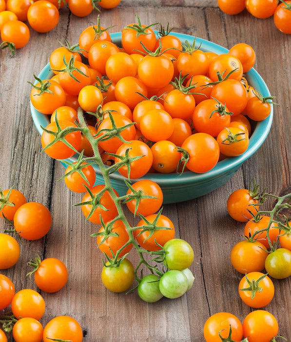 Gold Nugget, Tomato, - BoxGardenSeedsLLC -Tomatoes,Tomatillos - Seeds