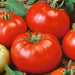 - BoxGardenSeedsLLC - Red Beefsteak, Tomato, - - Seeds