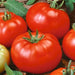 Red Beefsteak, Tomato, -- BoxGardenSeedsLLC -Abundant Stock SALE - Seeds