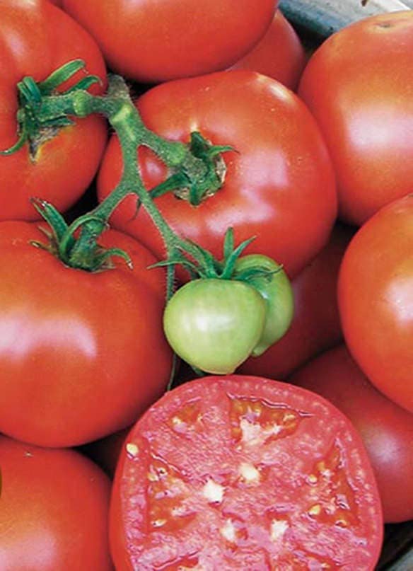 Earliana, Tomato - BoxGardenSeedsLLC - Tomatoes,Tomatillos - Seeds - USA Seller, Thank you for shopping here today, Naturally Grown GMO Free Seeds, Heirloom Open Pollinated Seeds, Fresh Top Quality Premium Seeds
