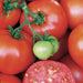 Earliana, Tomato, - BoxGardenSeedsLLC -Tomatoes,Tomatillos - Seeds