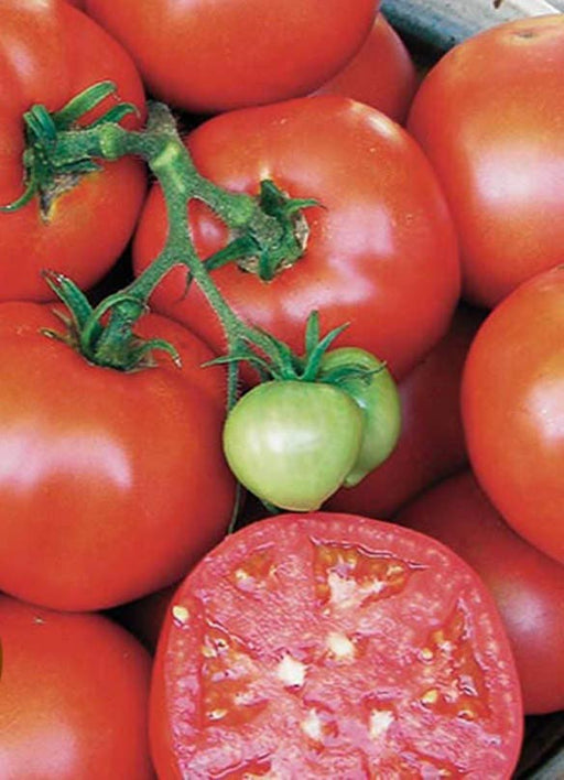 Earliana, Tomato, - BoxGardenSeedsLLC -Tomatoes,Tomatillos - Seeds