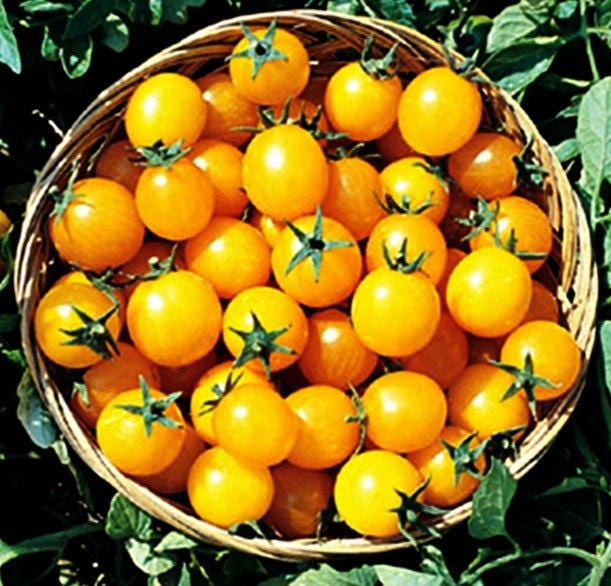 Gold Nugget, Tomato, - BoxGardenSeedsLLC -Tomatoes,Tomatillos - Seeds