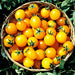 Gold Nugget, Tomato, - BoxGardenSeedsLLC -Tomatoes,Tomatillos - Seeds